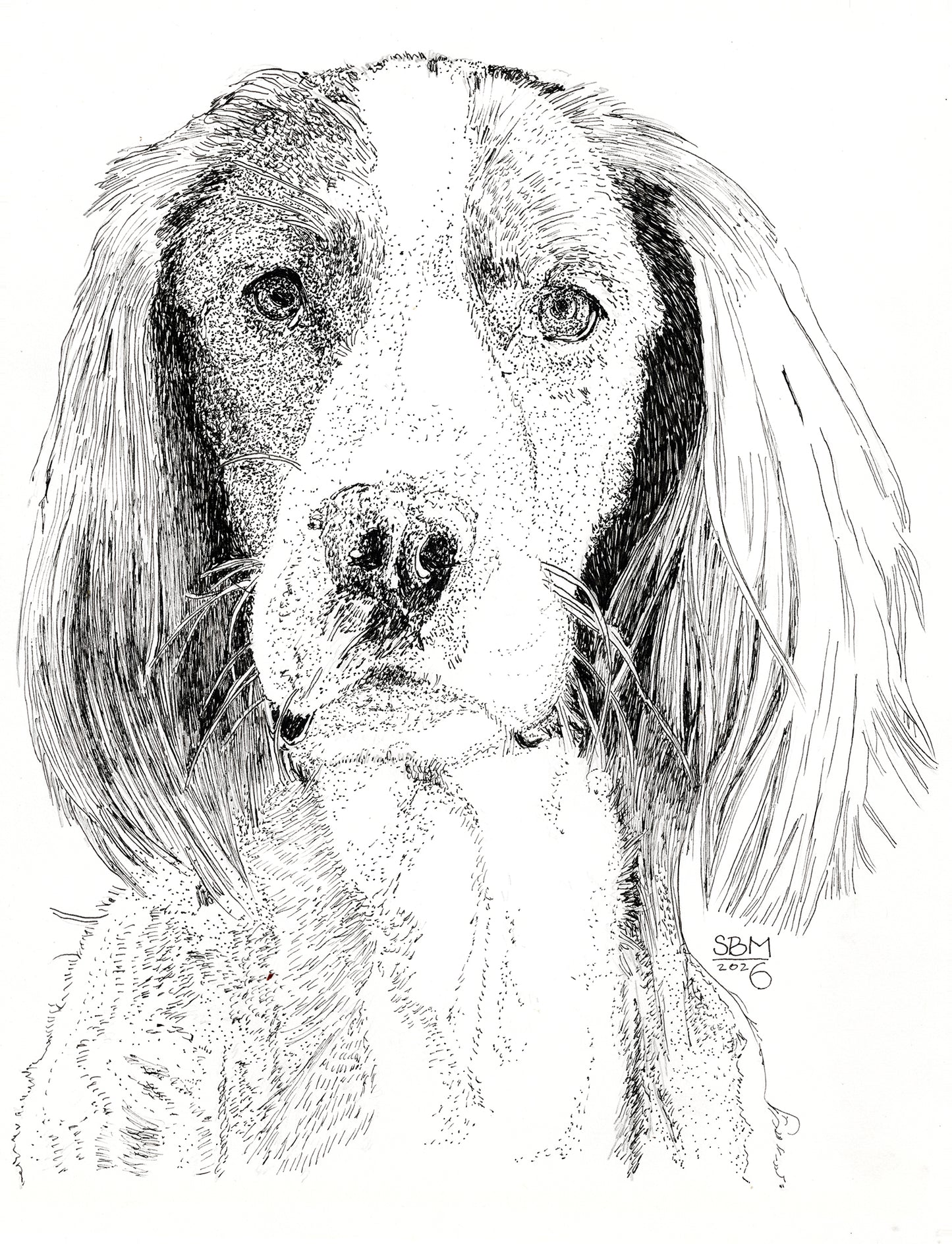 Detailed pen and ink headshot portrait of an Irish Red and White Setter