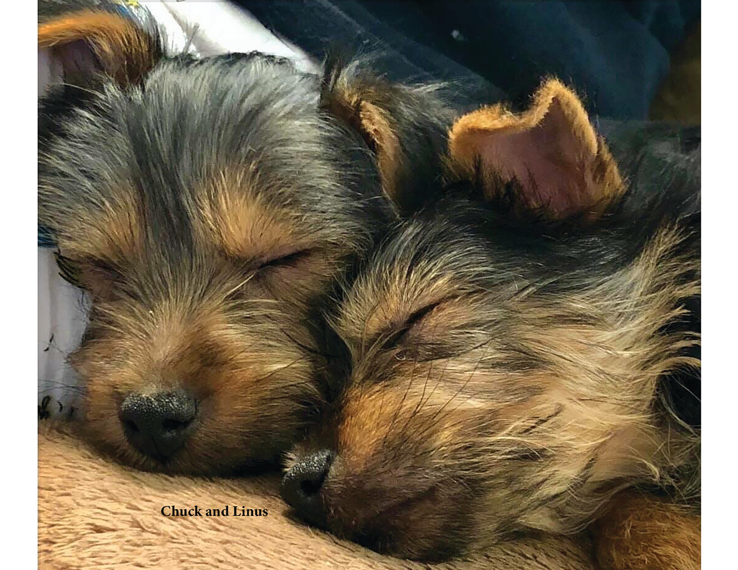 Silkys Rule! 2026 Calendar