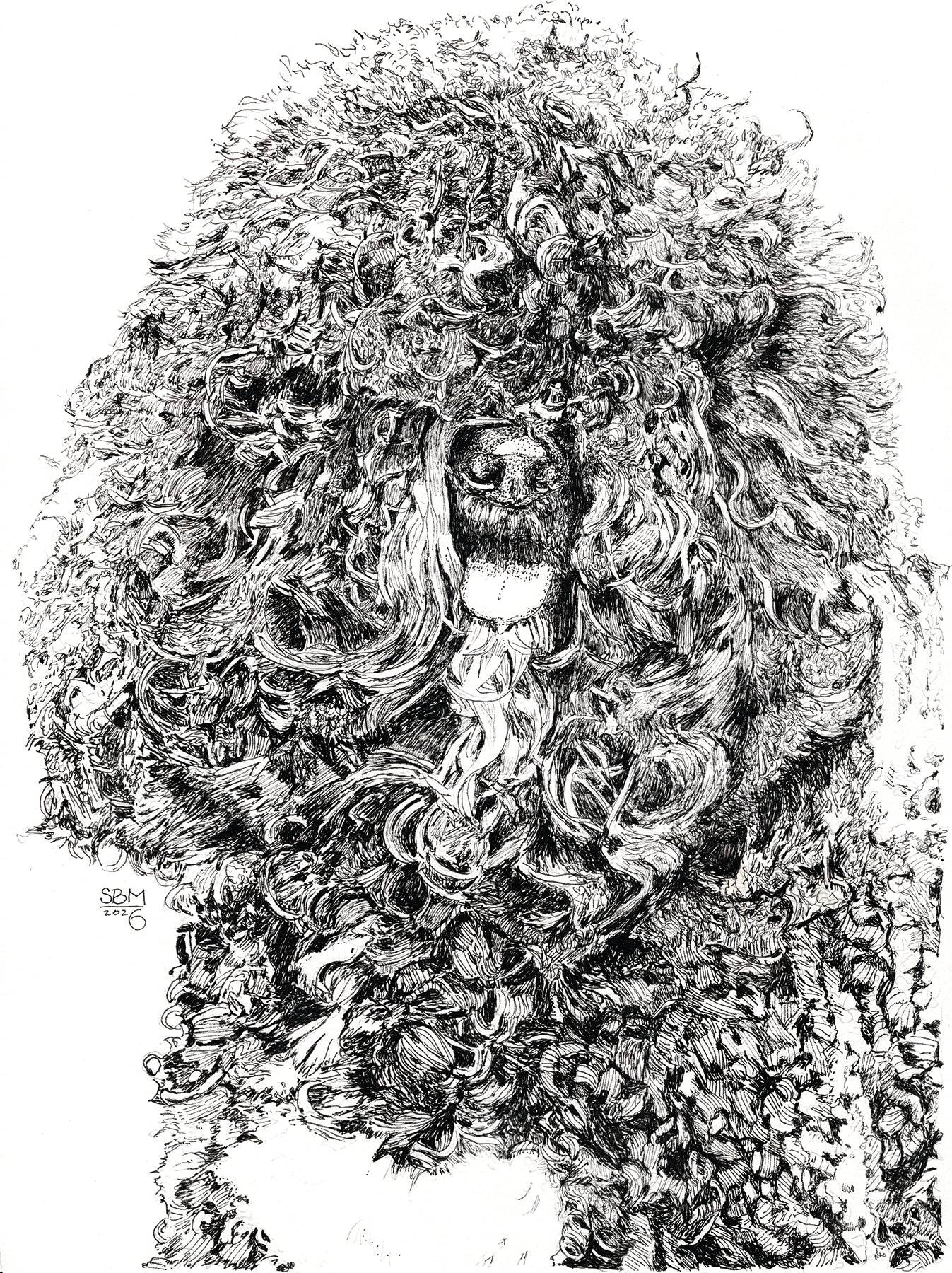 Detailed pen and ink Headshot portrait of a Barbet by Sandy Bergstrom Mesmer