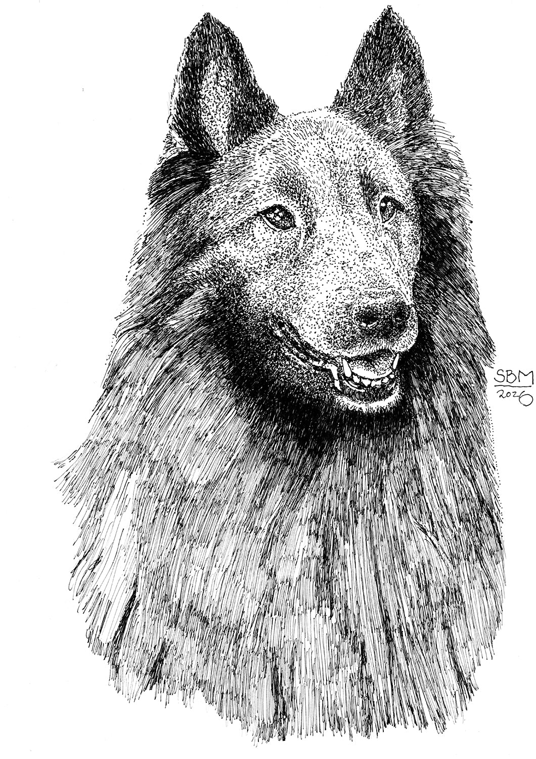 A pen and ink Headshot portrait of a Belgian Sheepdog