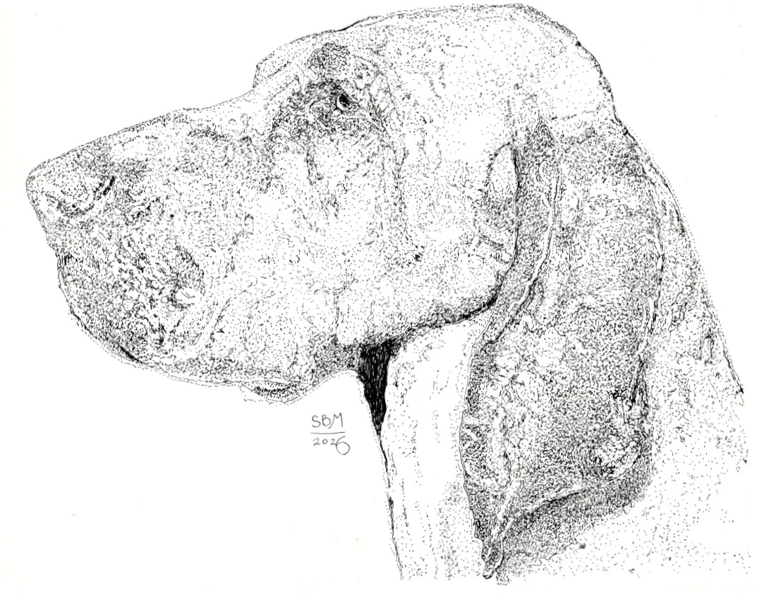 Detailed pen and ink headshot portrait of a Bracco Italiano