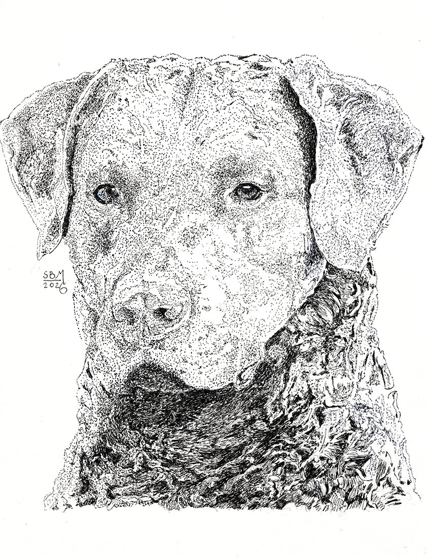 A print of a pen nd ink portrait of a Chesapeake Bay Retriever