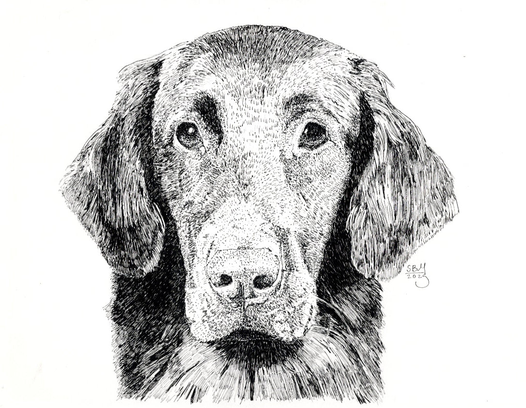 Flat-Coated Retriever