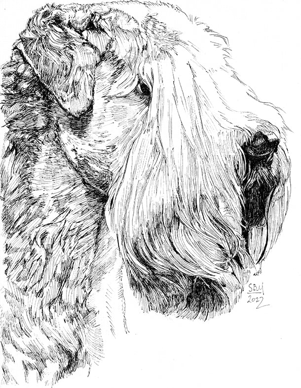 Detailed pen and ink headshot portrait of a Soft Coated Wheaten Terrier
