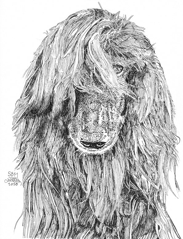 Afghan Hound Cards 10 Cards