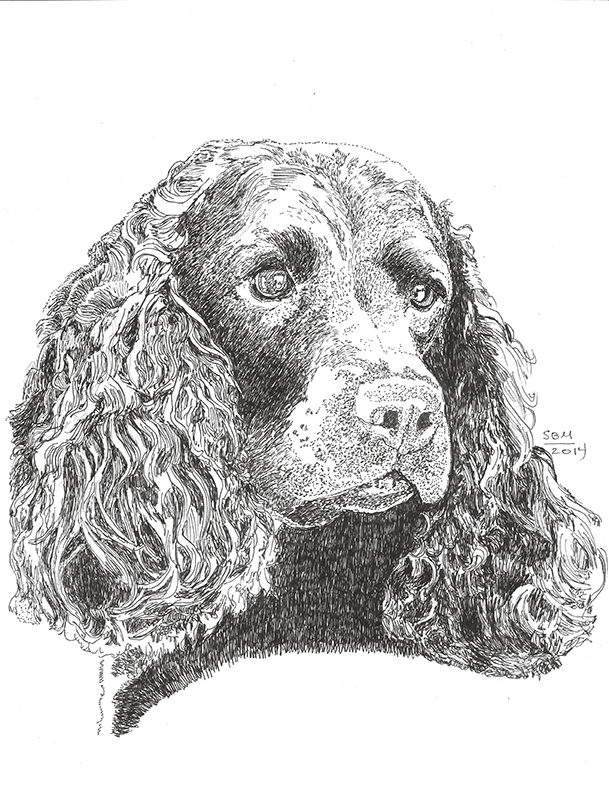 American Water Spaniel Print – Sandy Bergstrom Mesmer Designs