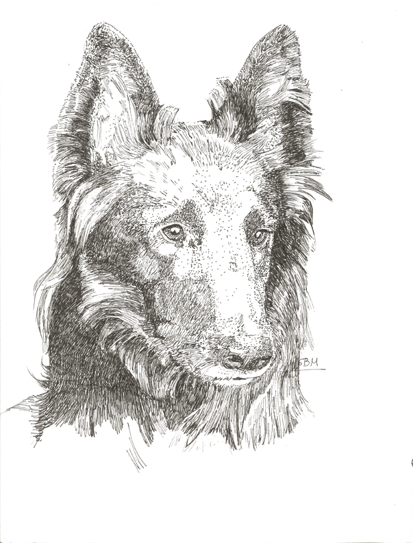 Belgian Sheepdog Cards 10 Cards