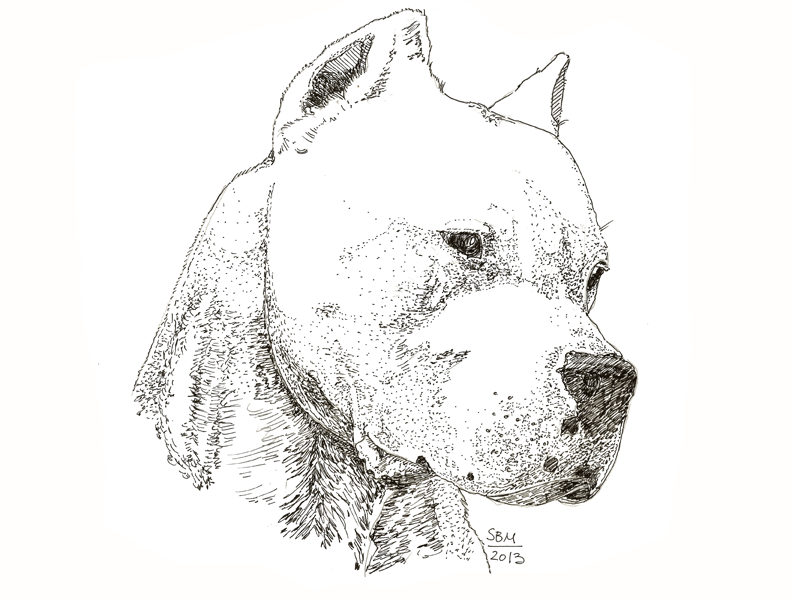 Dogo de Argentino Cards 10 Cards