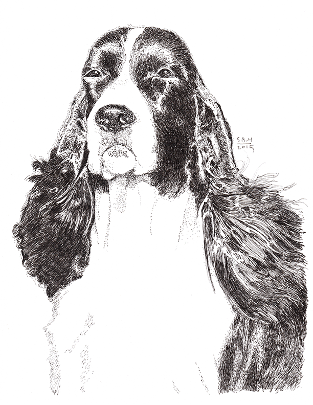 English Springer Spaniel Cards 10 Cards