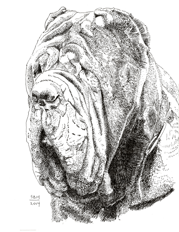 Neopolitan Mastiff Print