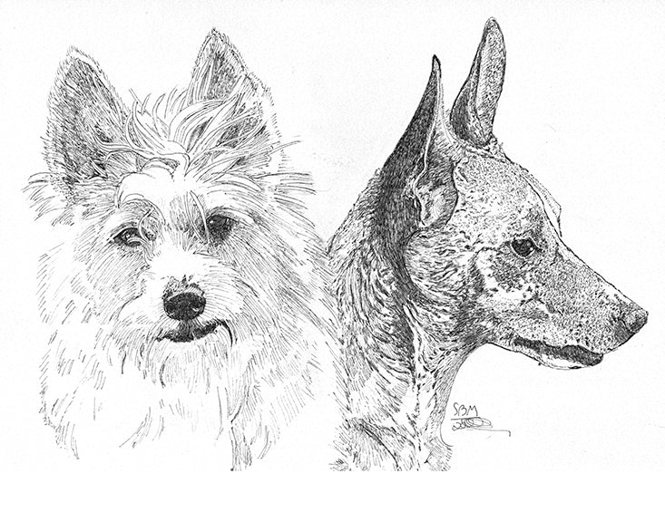 Portuguese Podengo Pequeno Print