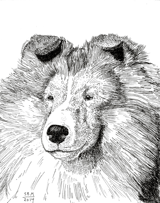 Shetland Sheepdog Cards 10 Cards