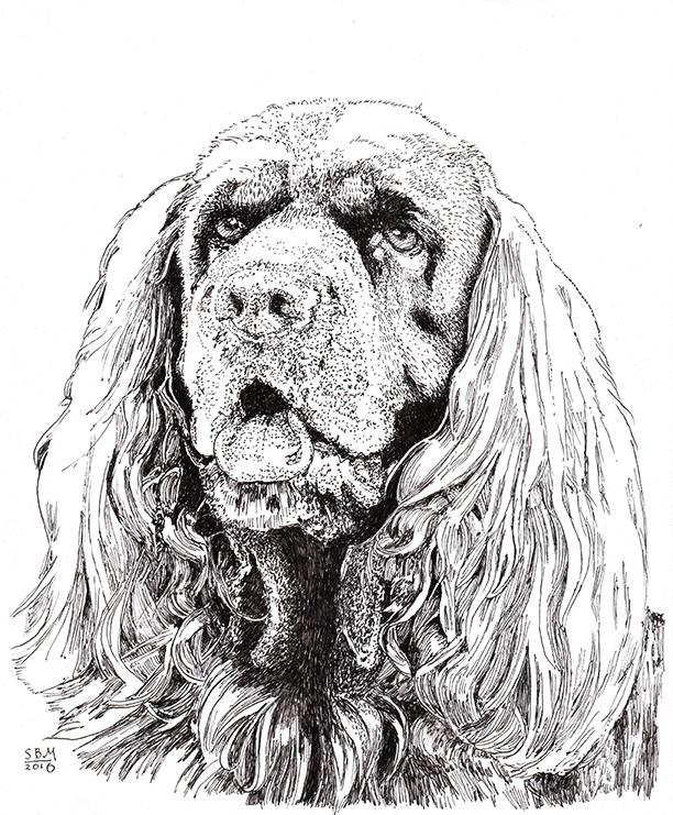 Sussex Spaniel Print