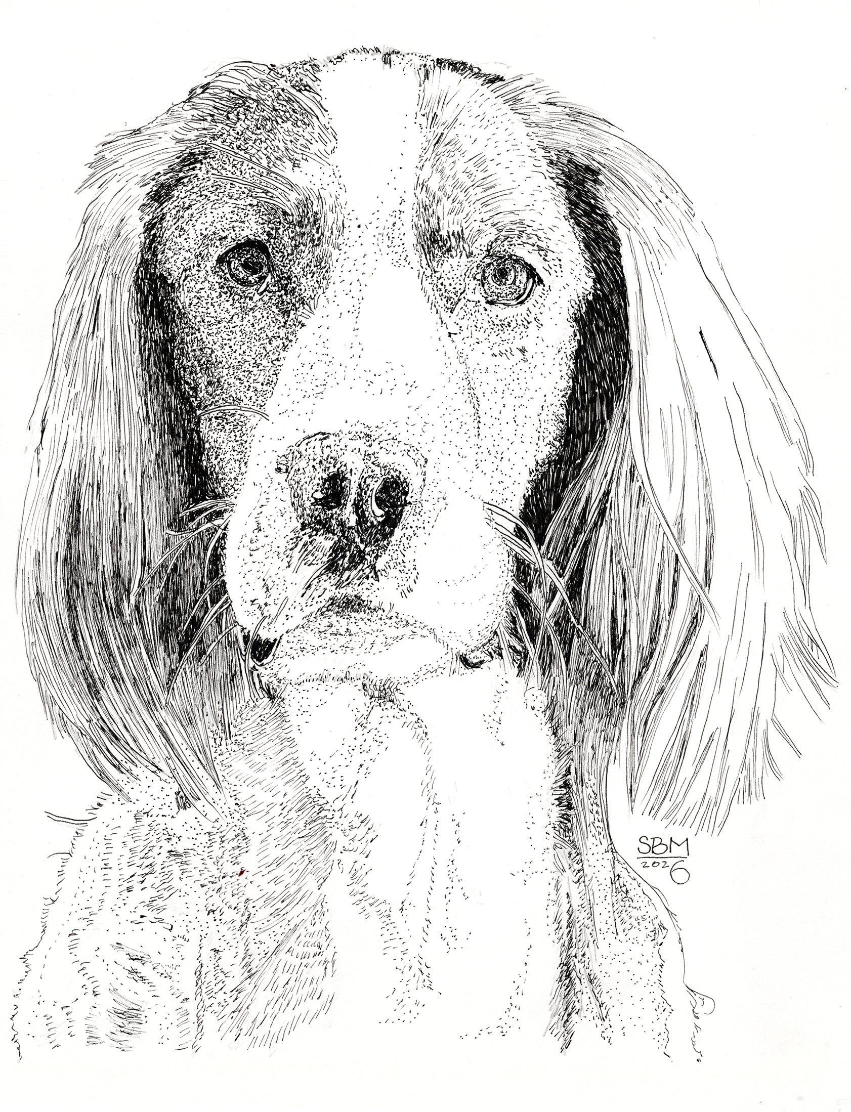 Detailed pen and ink headshot portrait of an Irish Red and White Setter