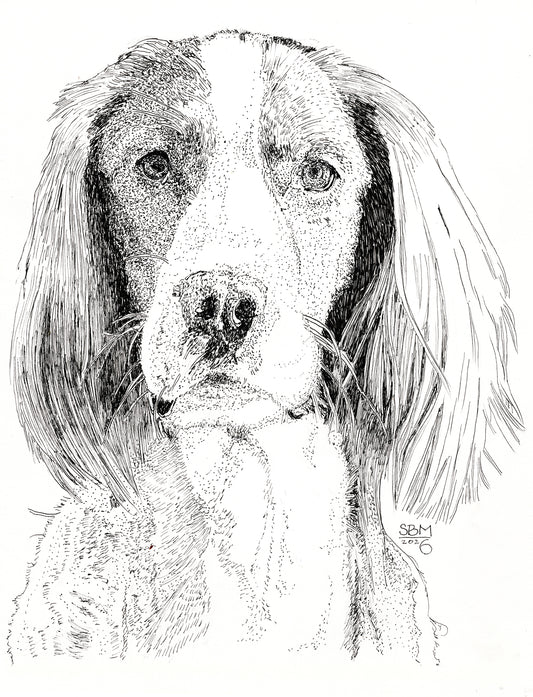 Detailed pen and ink headshot portrait of an Irish Red and White Setter