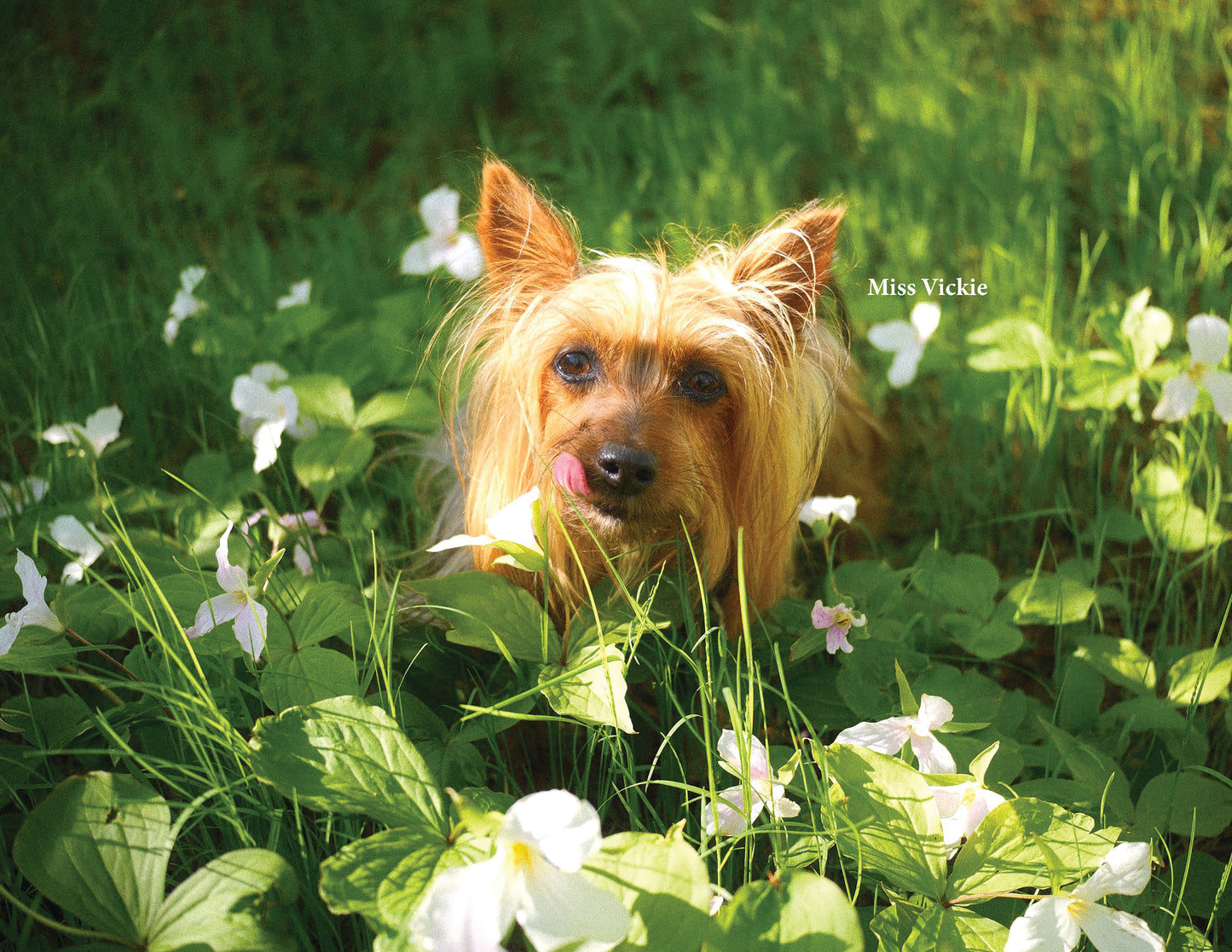 Silkys Rule! 2026 Calendar