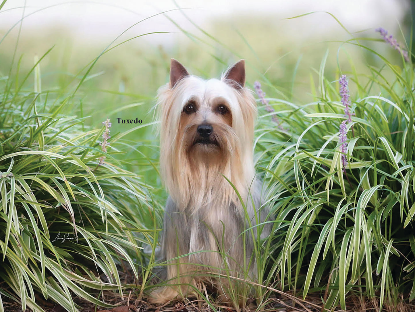 Silkys Rule! 2026 Calendar