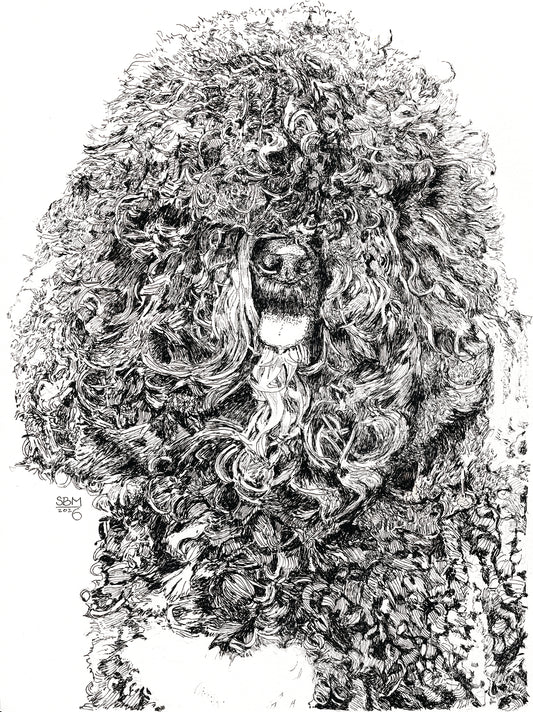 Detailed pen and ink Headshot portrait of a Barbet by Sandy Bergstrom Mesmer 