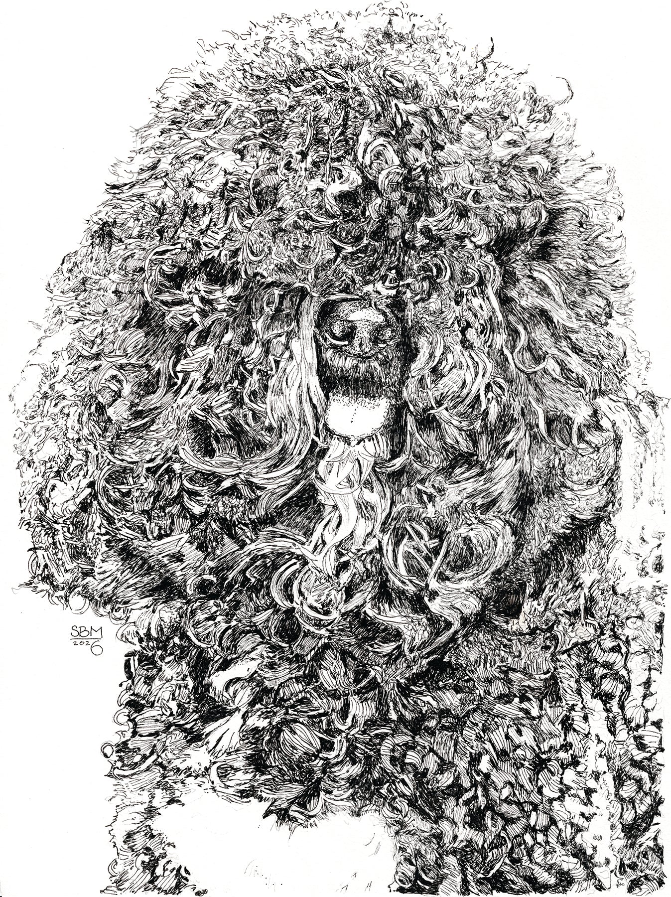Detailed pen-and-ink Headshot portrait of a Barbet by Sandy Bergstrom Mesmer 