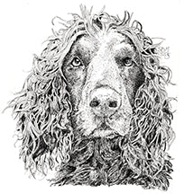 Greeting cards of a detailed pen and ink headshot portrait of a Boykin Spaniel