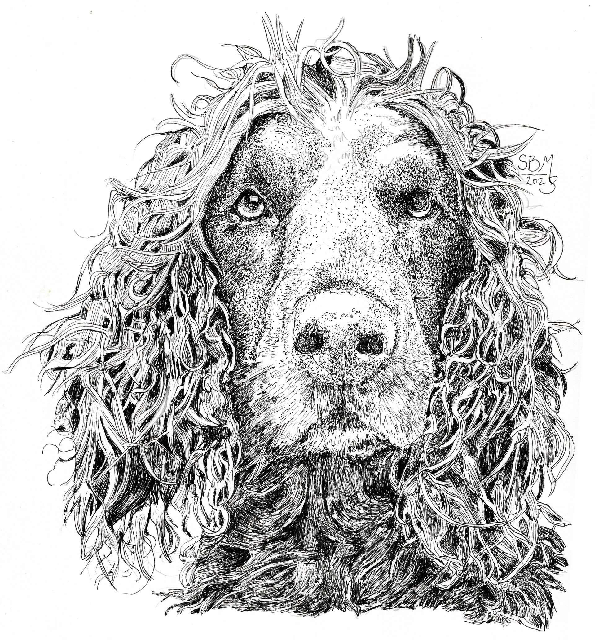 Detailed pen and ink headshot portrait of a Boykin Spaniel