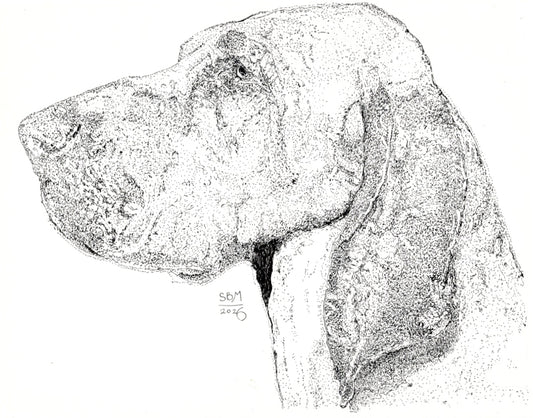 Detailed pen and ink headshot portrait of a Bracco Italiano 