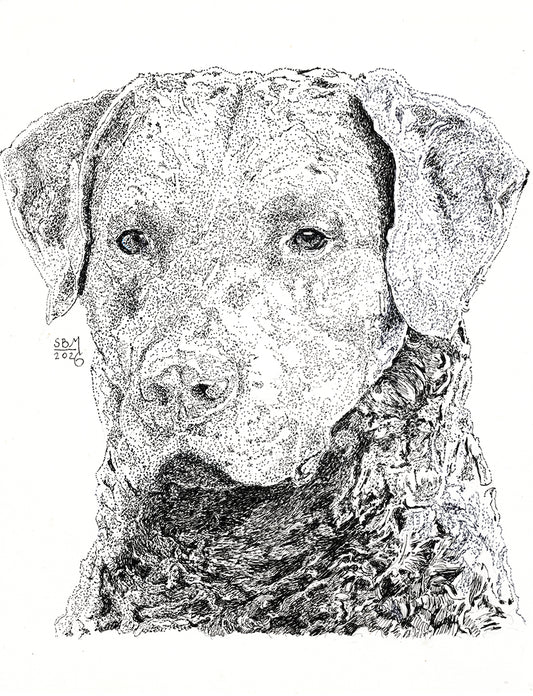 A print of a pen nd ink portrait of a Chesapeake Bay Retriever