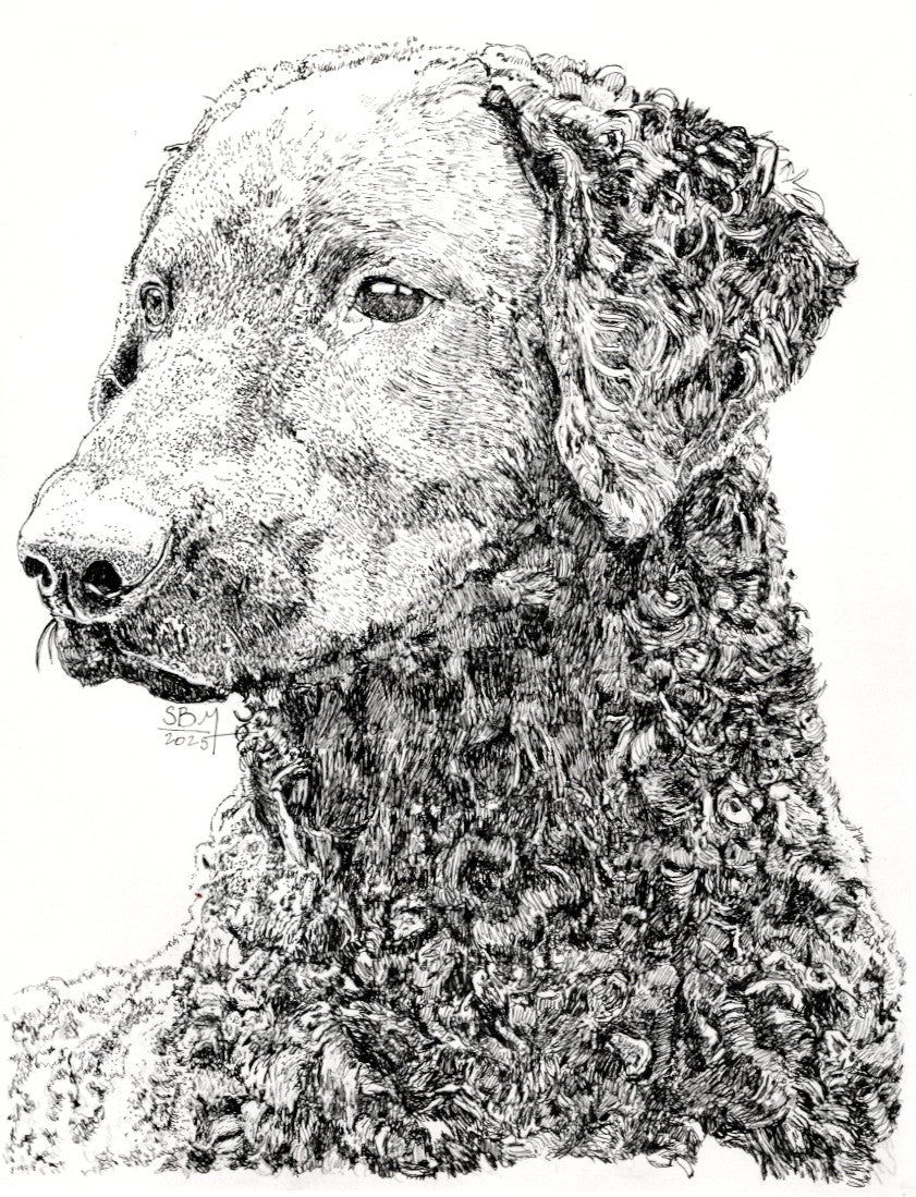 Detailed pen and ink headshot portrait of a Curly Coated Retriever