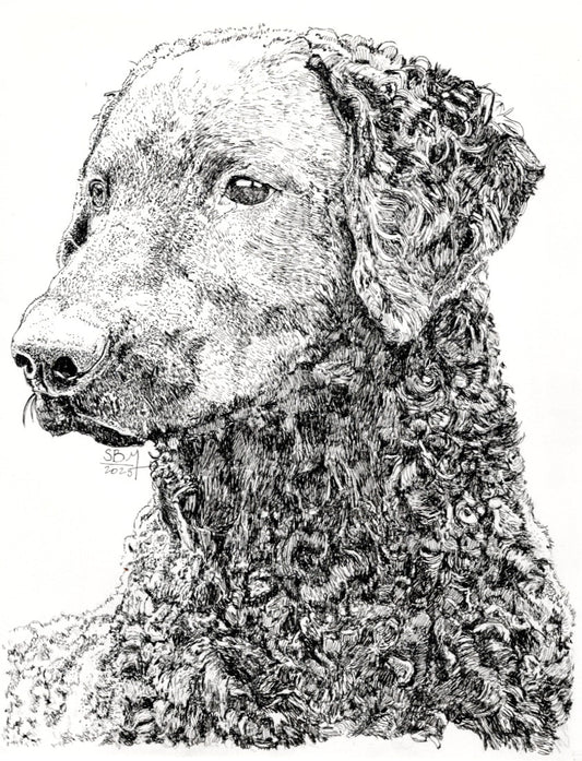 Detailed pen and ink headshot portrait of a Curly Coated Retriever