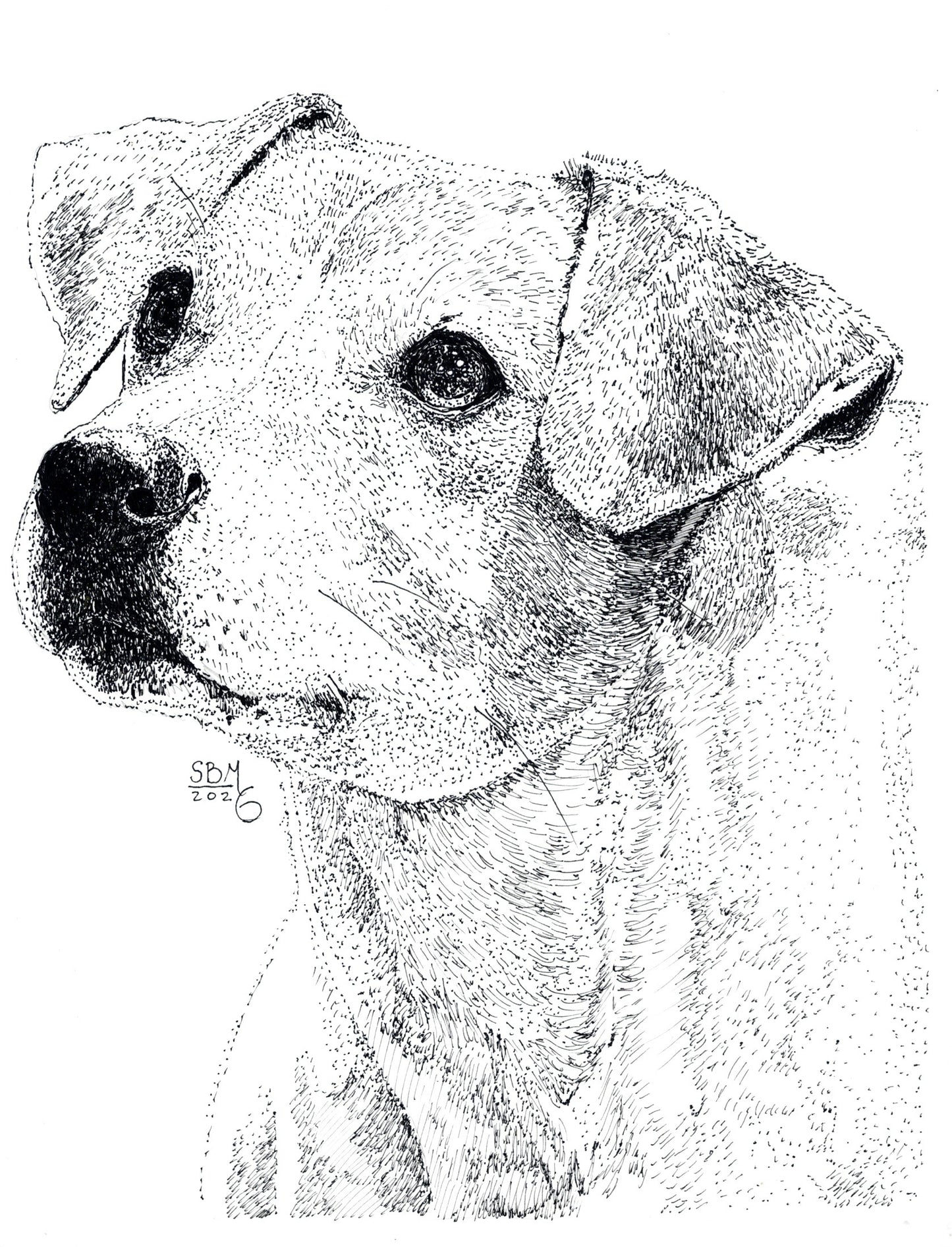 Detailed pen and ink Headshot portrait of a Danish-Swedish Farm Dog
