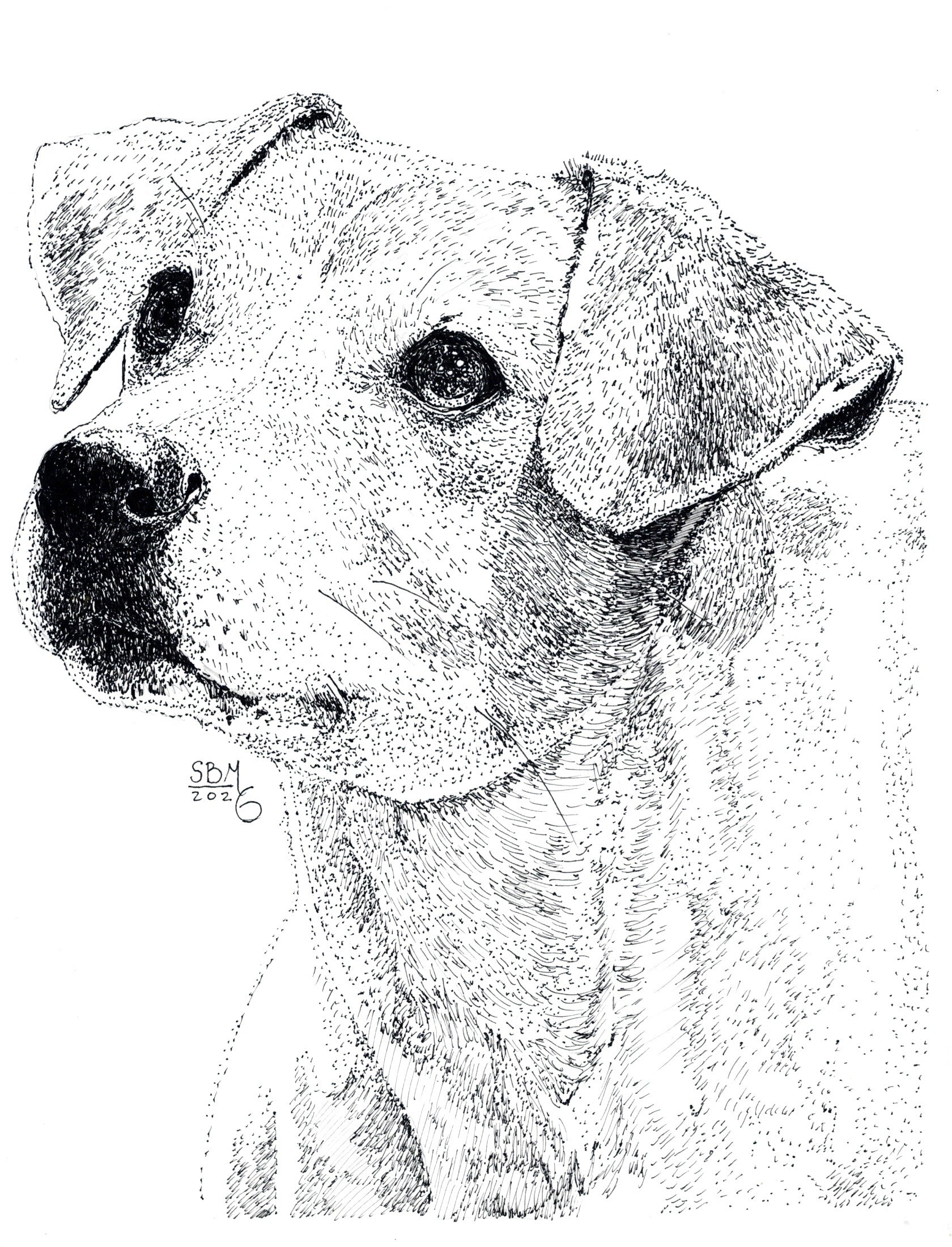 Detailed pen and ink Headshot portrait of a Danish-Swedish Farm Dog