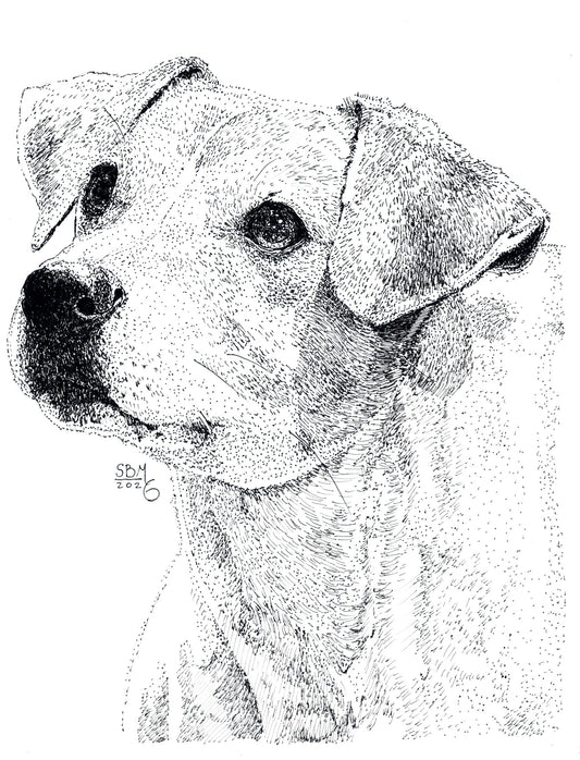 Detailed pen and ink Headshot portrait of a Danish-Swedish Farm Dog