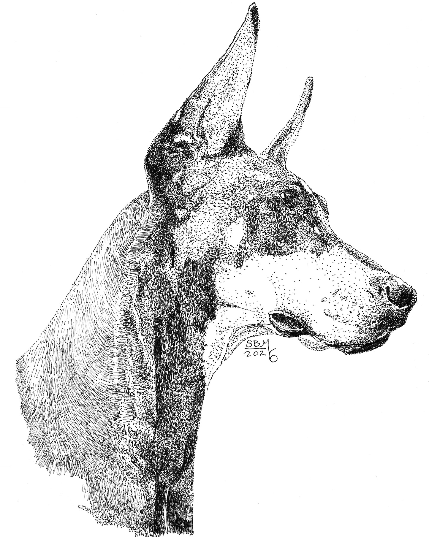 A pen and ink stippled ink drawing of a  Doberman Headshot, on a plain white background.