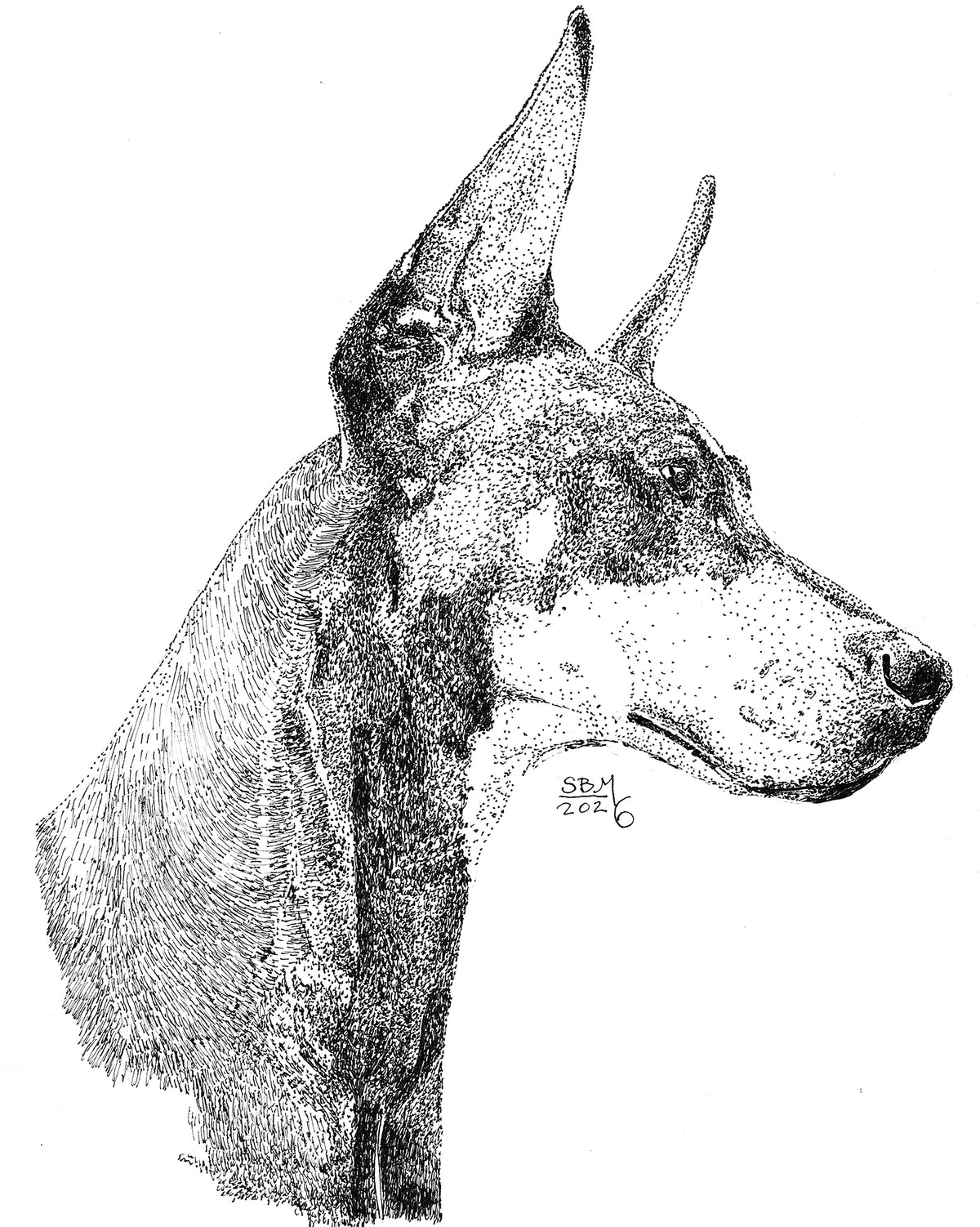 Pen and ink drawing of a Doberman Pinscher