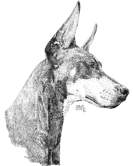 Pen and ink drawing of a Doberman Pinscher