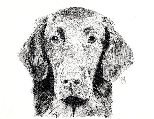 Flat-Coated Retriever