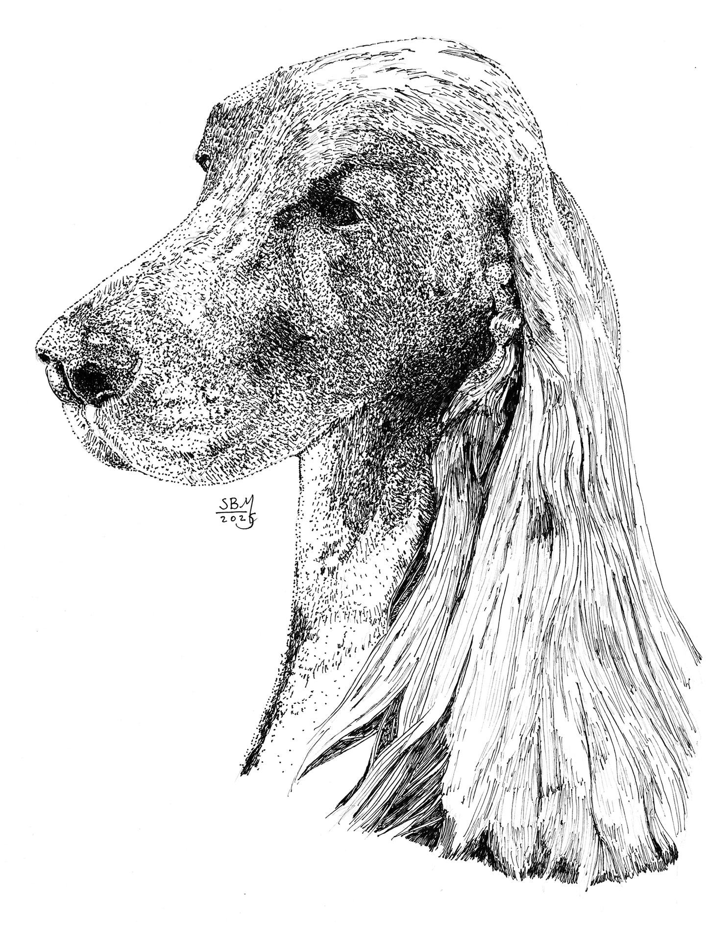 Irish Setter