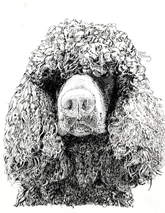 Irish Water Spaniel