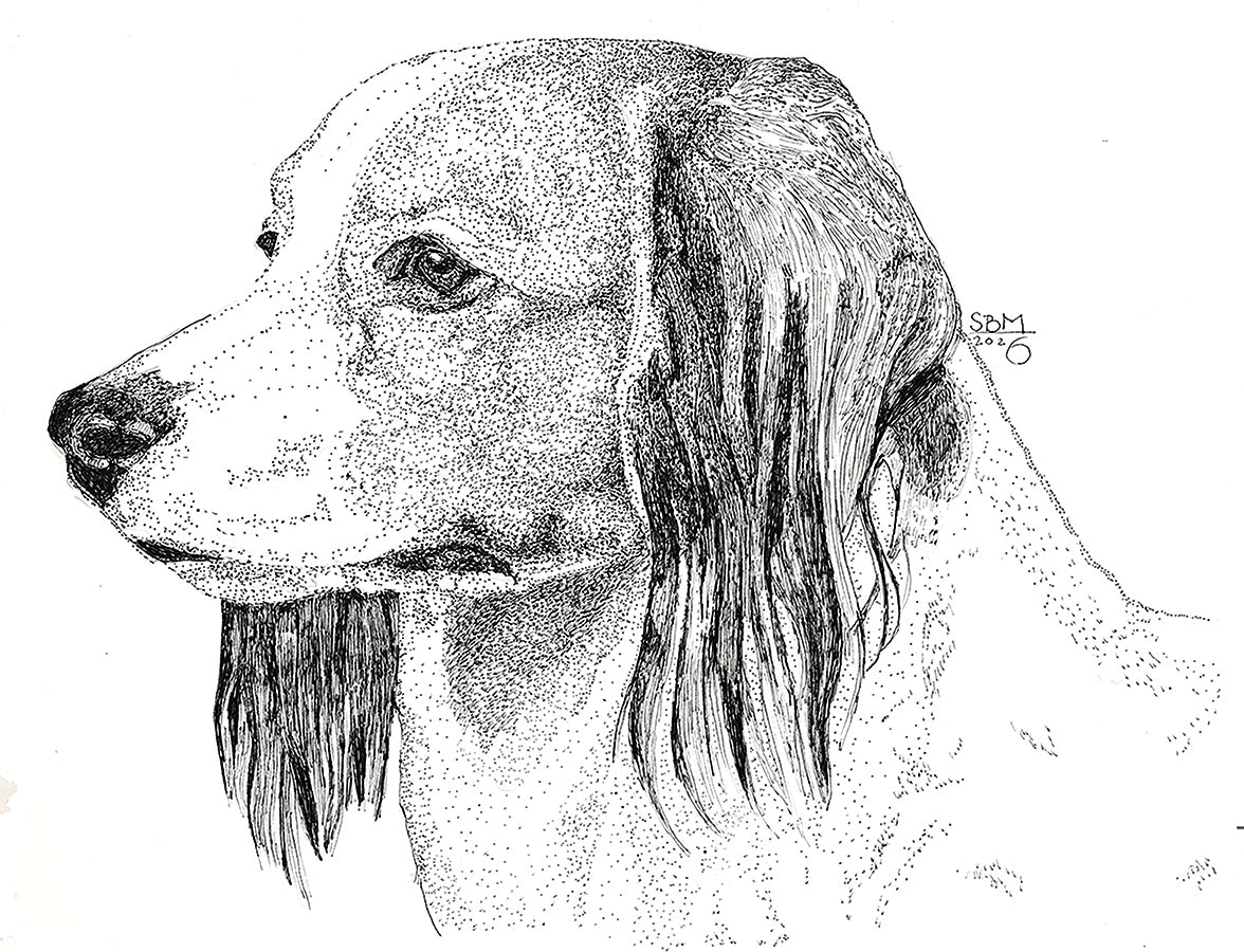 Detailed pen and ink Headshot portrait of a Nederlandse Kooikerhondje by Sandy Bergstrom Mesmer
