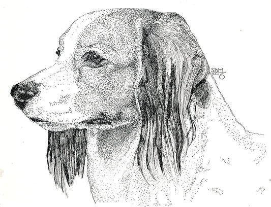 Detailed pen and ink Headshot portrait of a Nederlandse Kooikerhondje by Sandy Bergstrom Mesmer