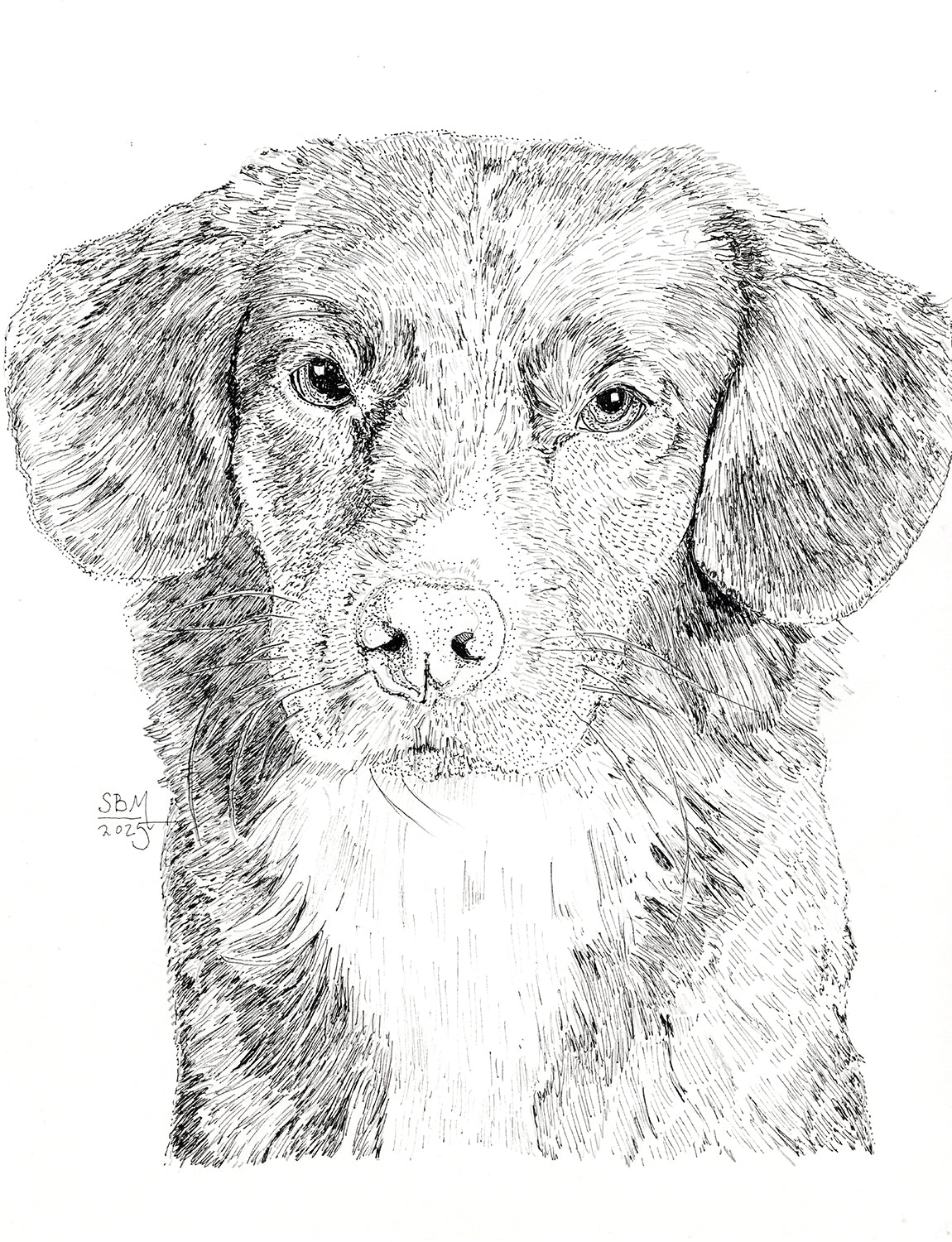 Greeting cards of a detailed pen and ink headshot portrait of a Nova Scotia Duck Tolling Retriever