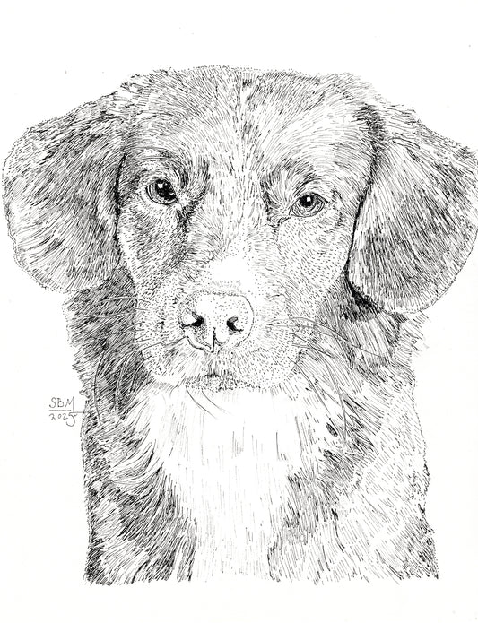 Greeting cards of a detailed pen and ink headshot portrait of a Nova Scotia Duck Tolling Retriever