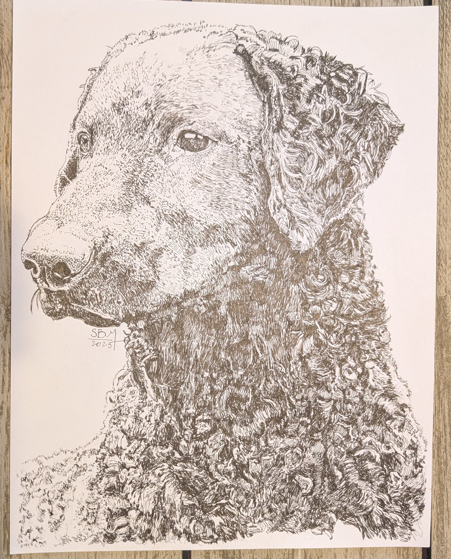 Curly Coated Retriever