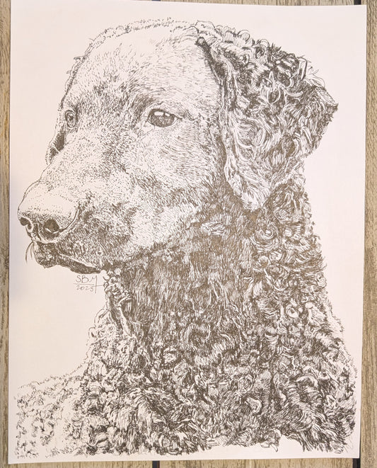 Curly Coated Retriever