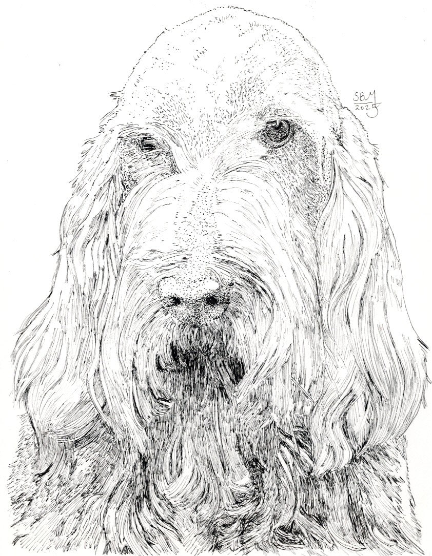 Greeting cards with a detailed pen and ink headshot portrait of a Spinone Italiano
