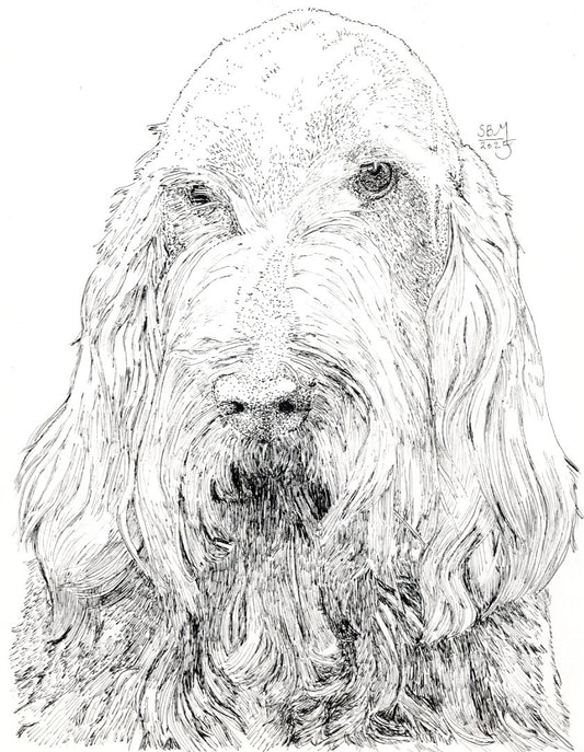 Greeting cards with a detailed pen and ink headshot portrait of a Spinone Italiano