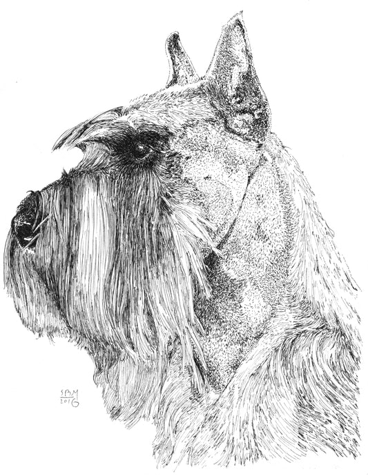 Greeting cards with a detailed Headshot pen and ink portrait of a Standard Schnauzer