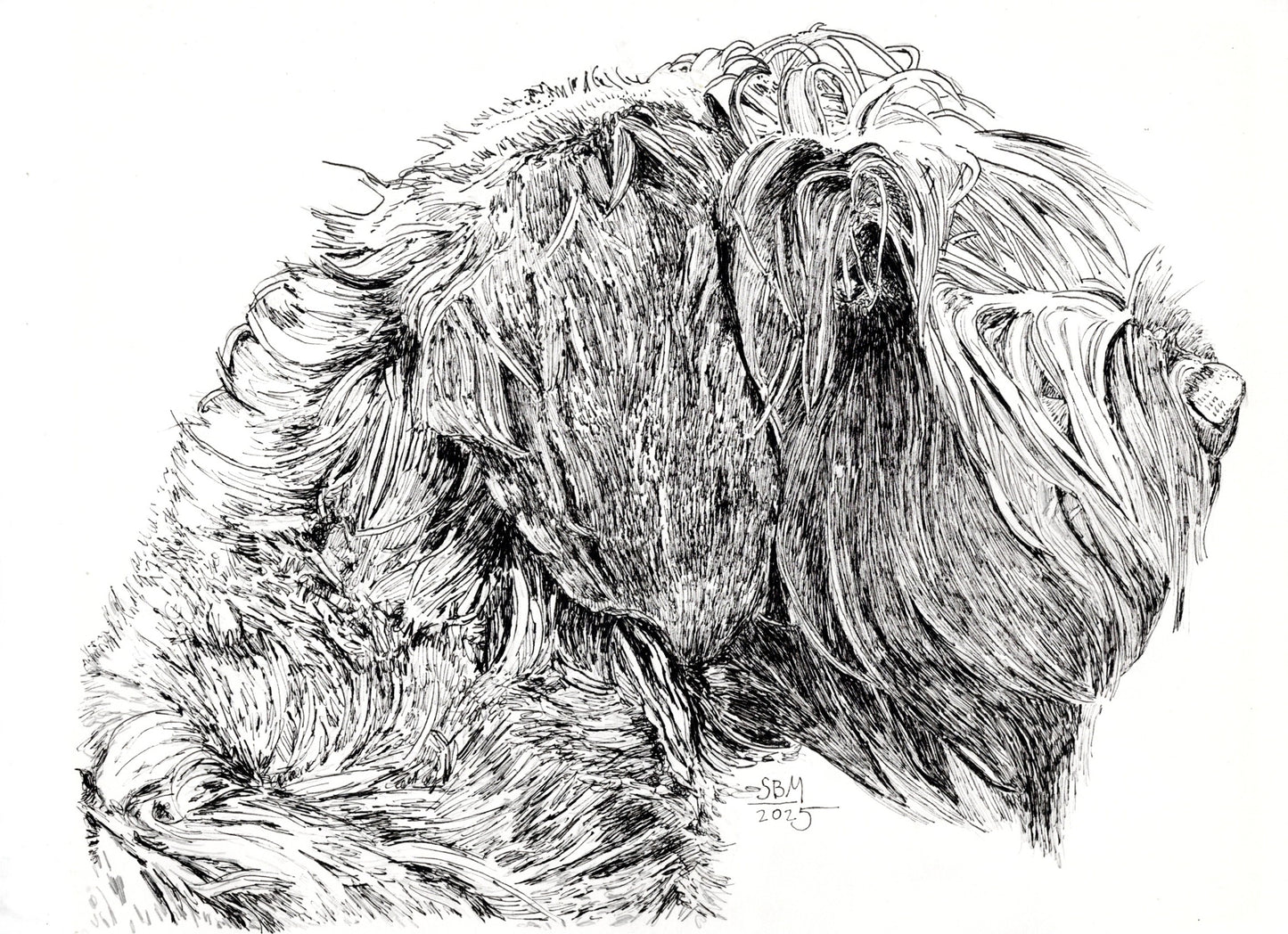 Detailed pen and ink headshot of a Wirehaired Pointing Griffon