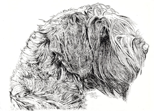 Detailed pen and ink headshot of a Wirehaired Pointing Griffon