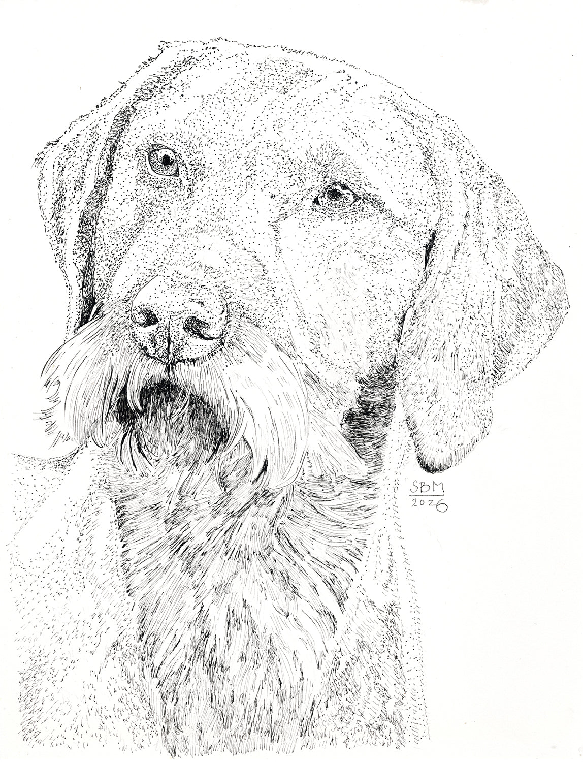 Detailed pen and ink Headshot portrait of Wirehaired Vizsla